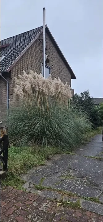 Pflege von Gehölzen